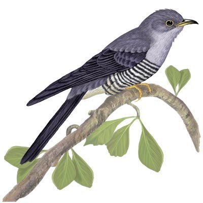 Кукушка птица на белом фоне