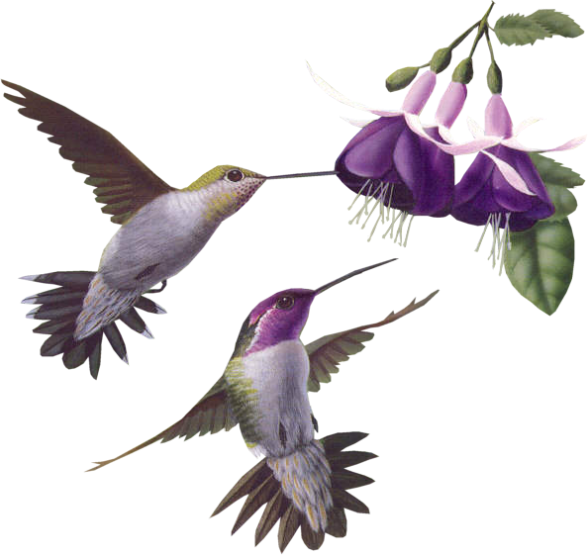 Колибри меченосец