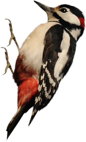 Дятел на белом фоне