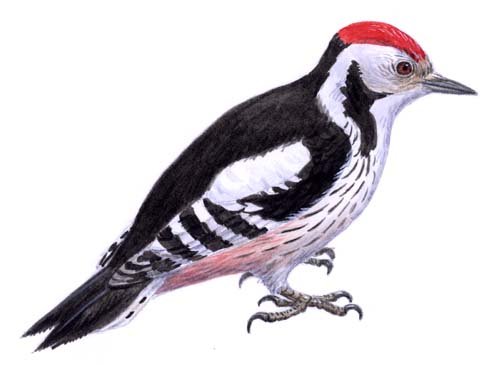 Дятел на белом фоне