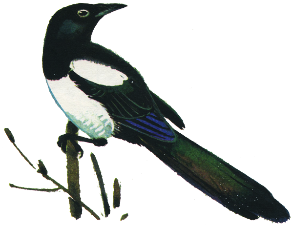 Стилизованная сорока