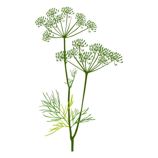 Соцветия укропа, петрушки