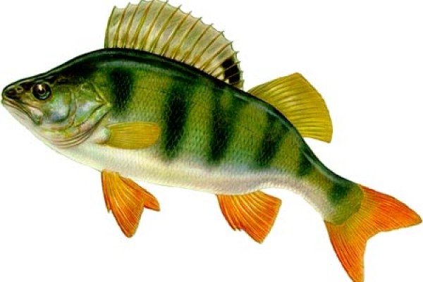 Александр окунь