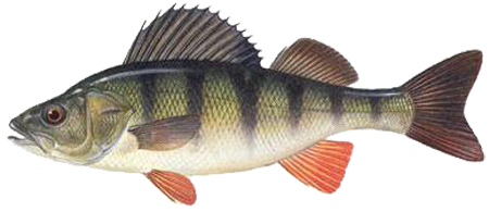 Фото окуня без фона