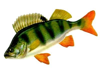 Окунь без фона