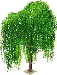 Ива для детей