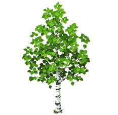 Березка на прозрачном фоне