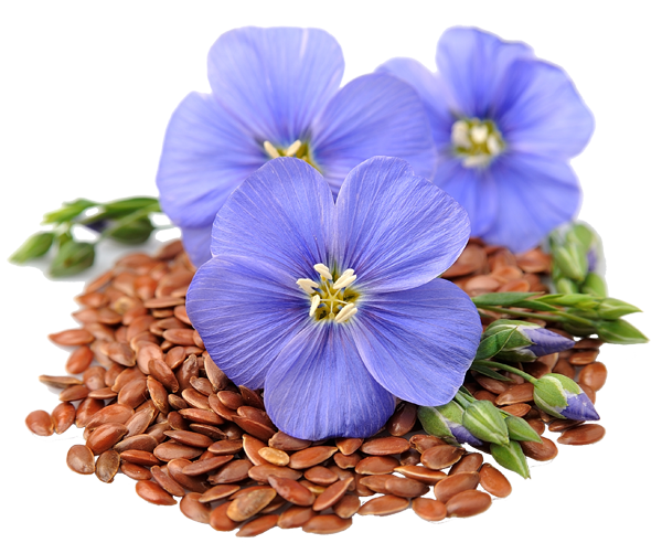 Лен на белом фоне