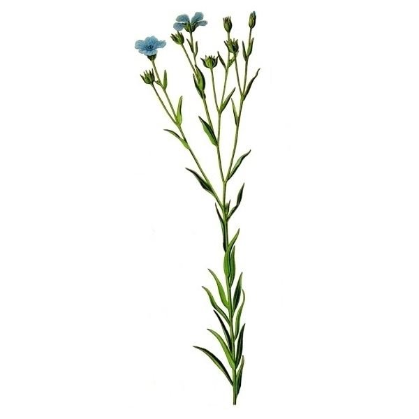 Лен обыкновенный стебель