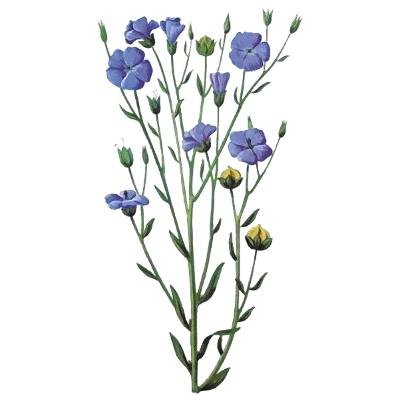 Лён обыкновенный