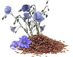 Льняной цветок.