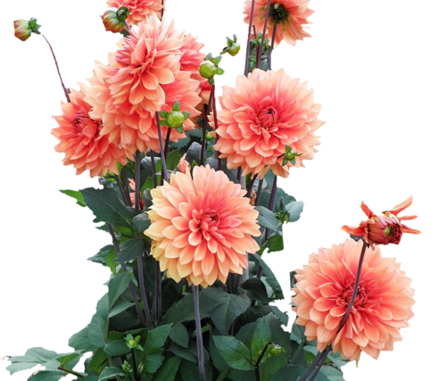 Георгин на прозрачном фоне