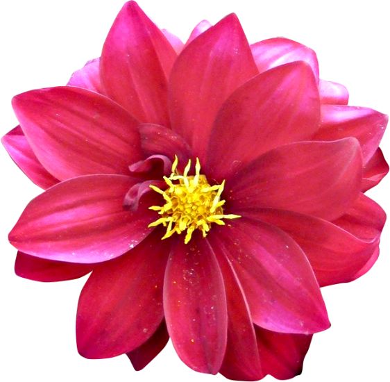 Георгины для фотошопа