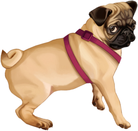 Мопс клипарт на прозрачном фоне
