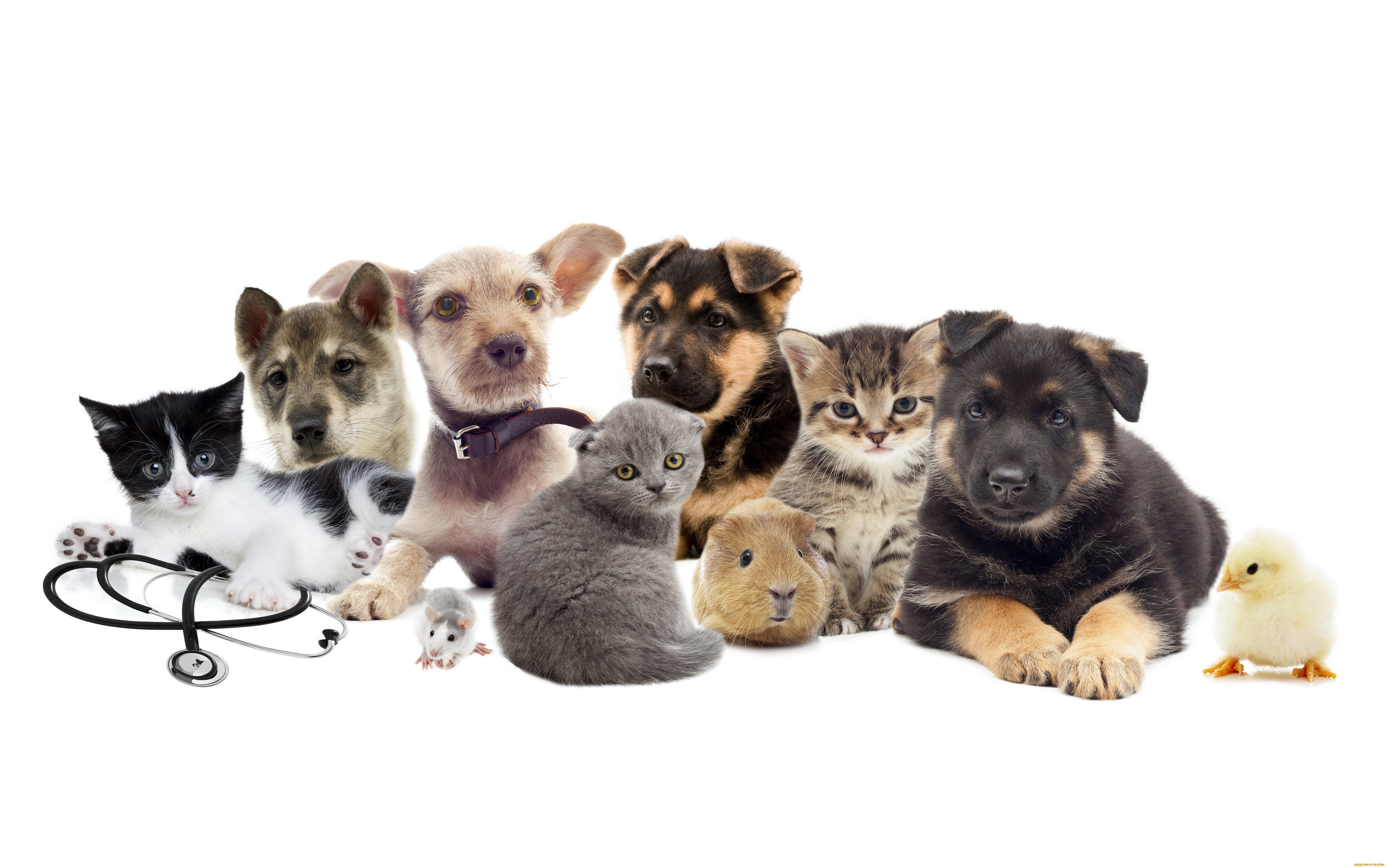 K pets. Много домашних животных. Животные вместе. Домашние любимцы. Кошки и собаки.