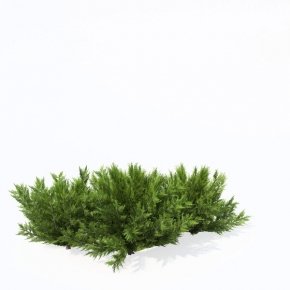 Можжевельник казацкий 3d