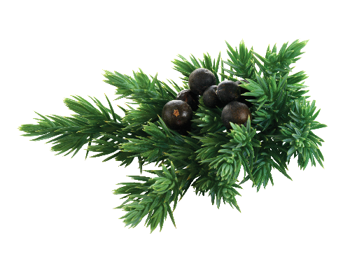 Ягоды можжевельника скайрим