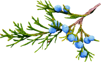 Ветка можжевельника
