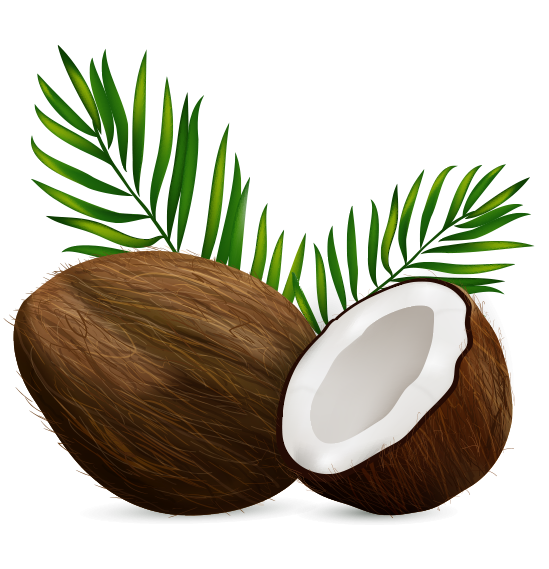 Кокос нарисованный