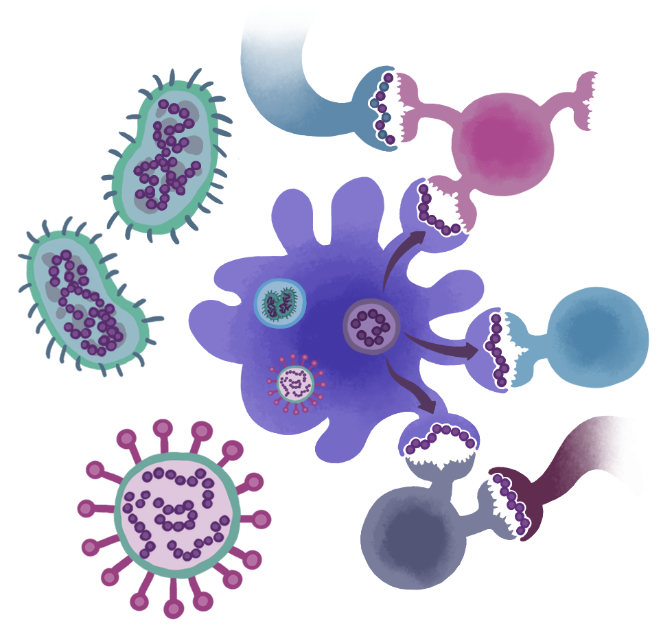 Иммунная система бактерий. Вирусы бактерии микробы. Микробы без фона. Вирусы и бактерии для детей. Бактерии и вирусы без фона.