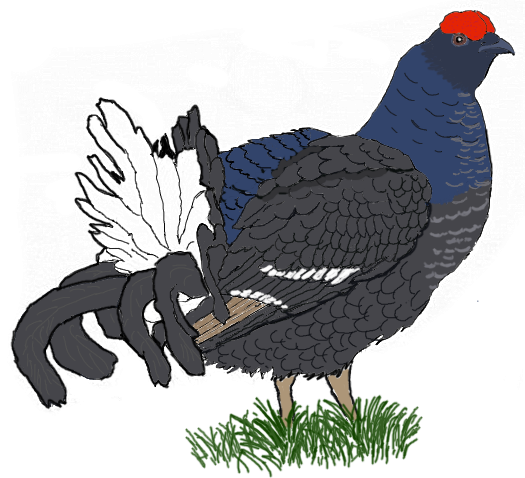 Тетерев-Косач рисунок