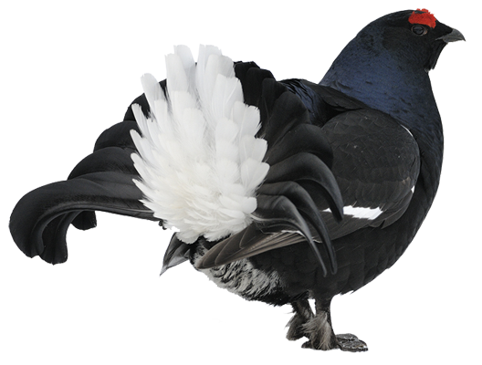 Тетерев на прозрачном фоне