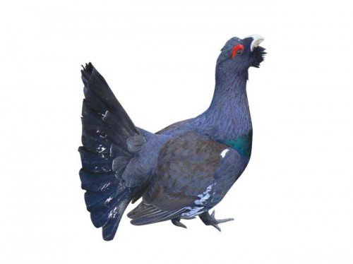 Тетерев на белом фоне