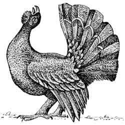 Глухарь вектор