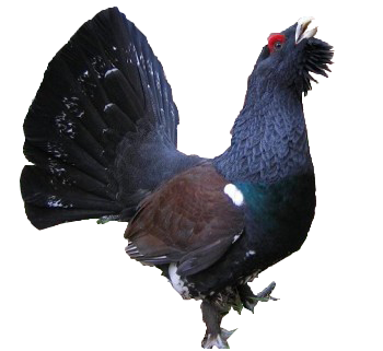 Глухарь на белом фоне