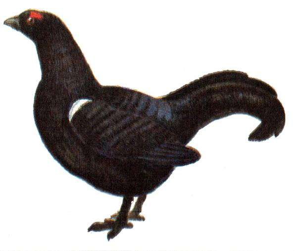 Тетерев карточка