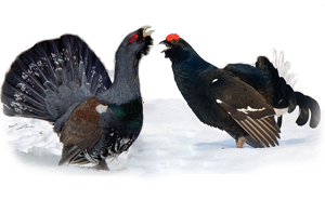 Тетерев на белом фоне