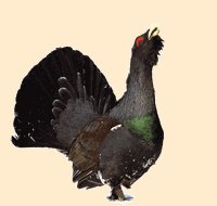 Глухарь на белом фоне