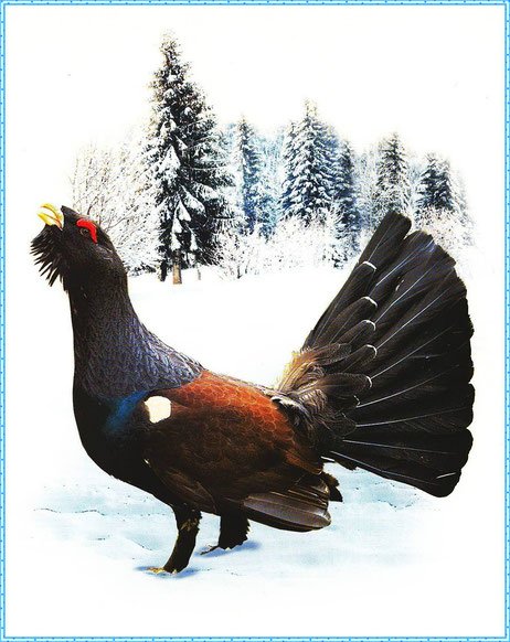 Тетерев мультяшный