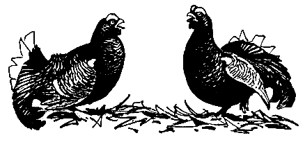 Силуэт тетерева