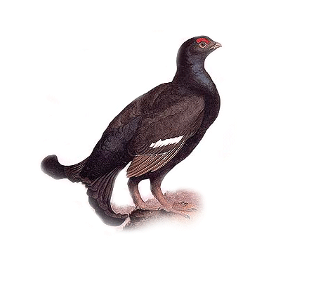 Тетерев самка фазан самка