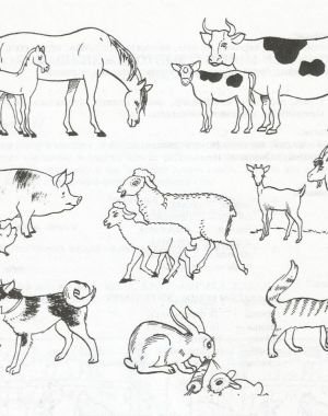 Животные и Детеныши задания