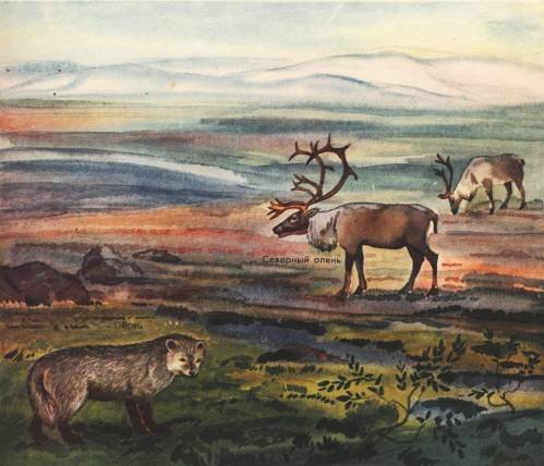 Тундра рисунок