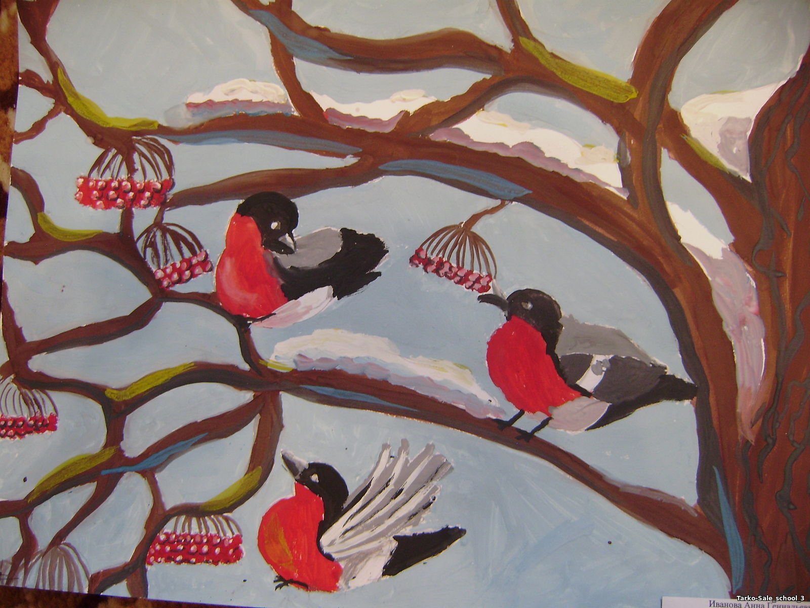 Рисунок на тему птицы наши друзья. Рисование зимующие птицы. Наши пернатые друзья рисунки.
