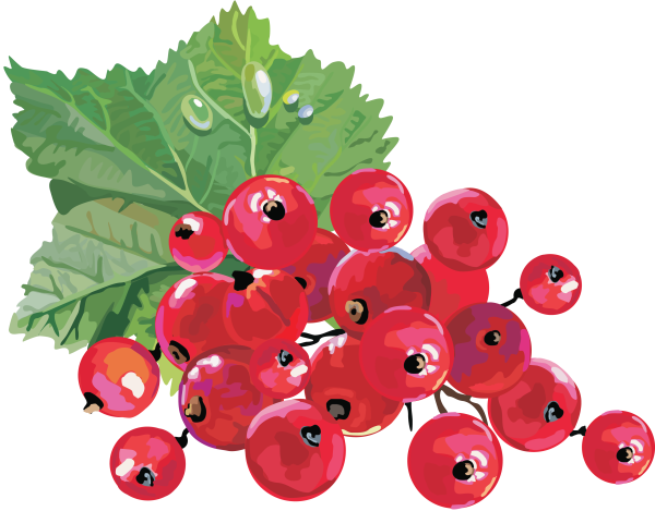 Ягоды черника крыжовник черная смородина