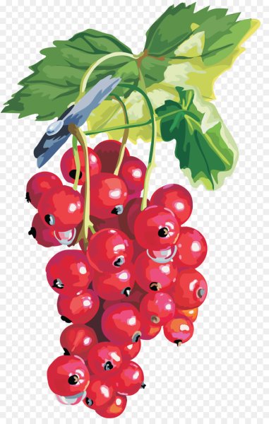 Смородина раскраска