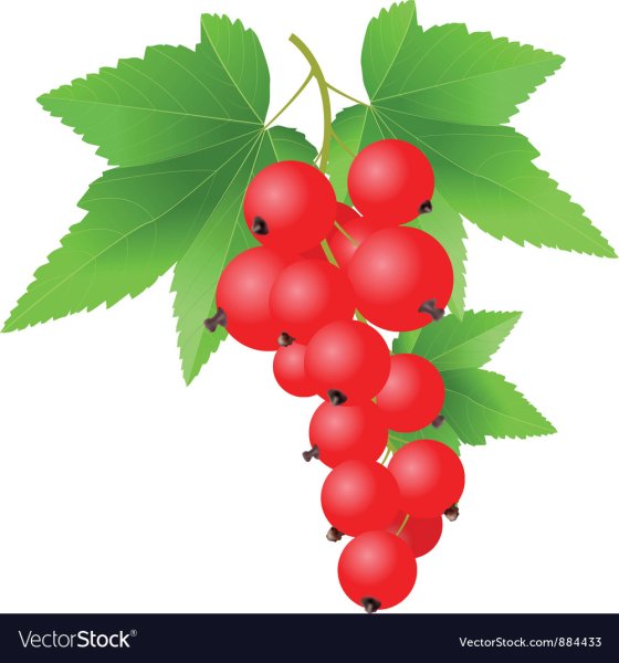 Ежевика и черная смородина