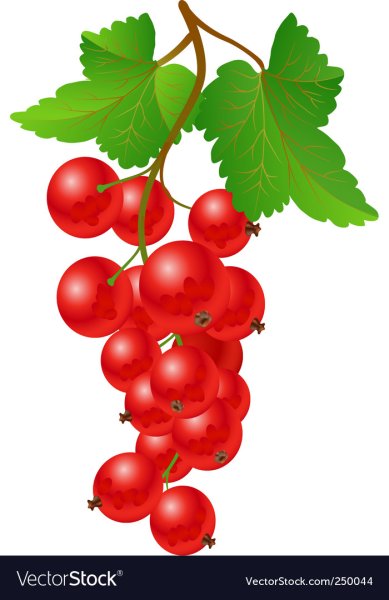Садовые ягоды вектор