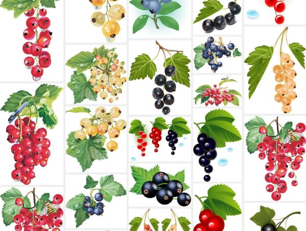 Ягодка Смородинка