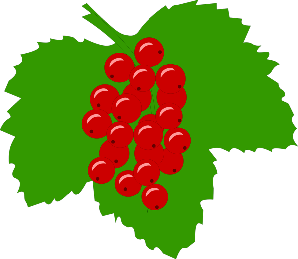 Смородина черная Фармакогнозия