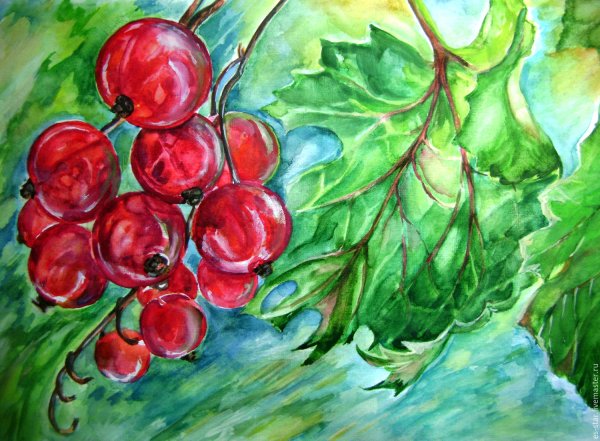 Смородина раскраска для детей