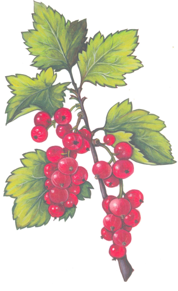 Смородина мультяшная