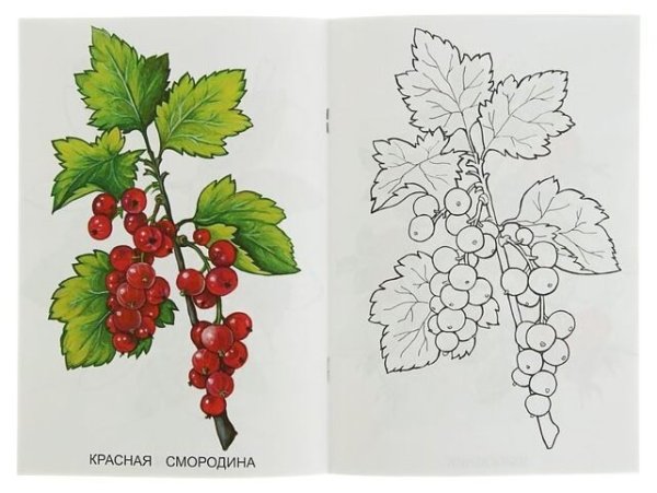Смородина раскраска для детей