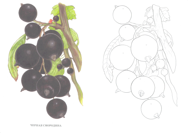 Шаблоны для пальчикового рисования