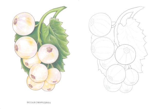 Смородина раскраска