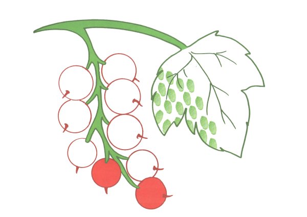 Смородина для раскрашивания